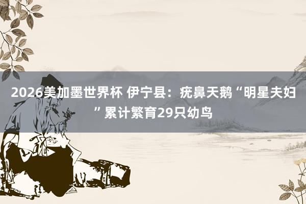 2026美加墨世界杯 伊宁县：疣鼻天鹅“明星夫妇”累计繁育29只幼鸟