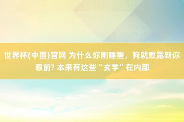 世界杯(中国)官网 为什么你刚睡醒，狗就败露到你眼前? 本来有这些“玄学”在内部