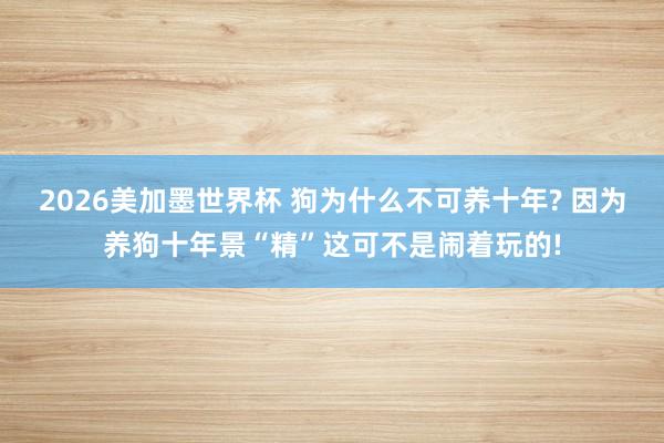 2026美加墨世界杯 狗为什么不可养十年? 因为养狗十年景“精”这可不是闹着玩的!