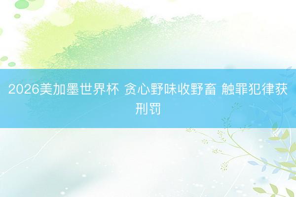 2026美加墨世界杯 贪心野味收野畜 触罪犯律获刑罚